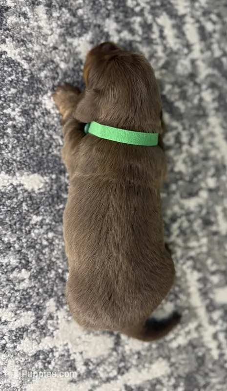 Rubble – Miniature Dachshund puppy for sale in Coalgate, OK