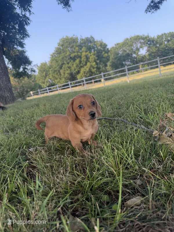 Meatball – Miniature Dachshund puppy for sale in Coalgate, OK