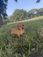 Meatball, a male Miniature Dachshund for sale in Coalgate, OK – 1 of 10