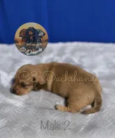 Meatball, a male Miniature Dachshund for sale in Coalgate, OK – 5 of 5