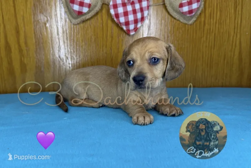 Ruby – Miniature Dachshund puppy for sale in Coalgate, OK