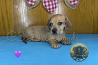 Ruby, a female Miniature Dachshund for sale in Coalgate, OK – 6 of 9
