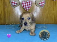 Ruby, a female Miniature Dachshund for sale in Coalgate, OK – 8 of 9