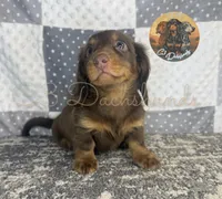 Tootsie, a female Miniature Dachshund for sale in Coalgate, OK – 4 of 4