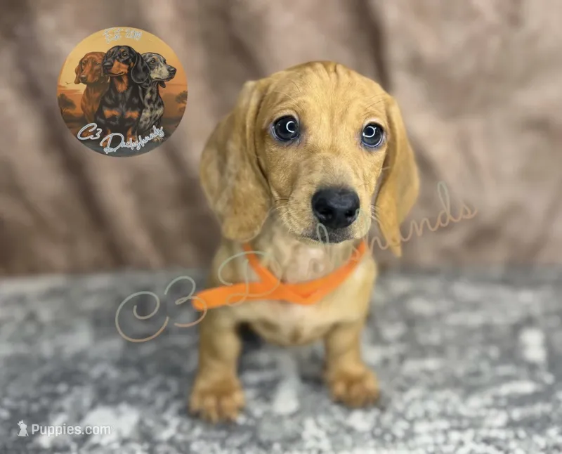 Peanut – Miniature Dachshund puppy for sale in Coalgate, OK