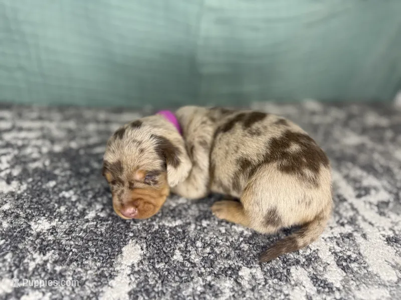 Sophia  – Miniature Dachshund puppy for sale in Coalgate, OK