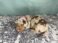 Sophia , a female Miniature Dachshund for sale in Coalgate, OK – 1 of 5