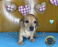 Peanut, a male Miniature Dachshund for sale in Coalgate, OK – 5 of 8