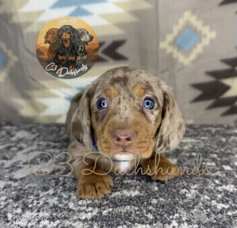 Cooper – Miniature Dachshund puppy for sale in Coalgate, OK
