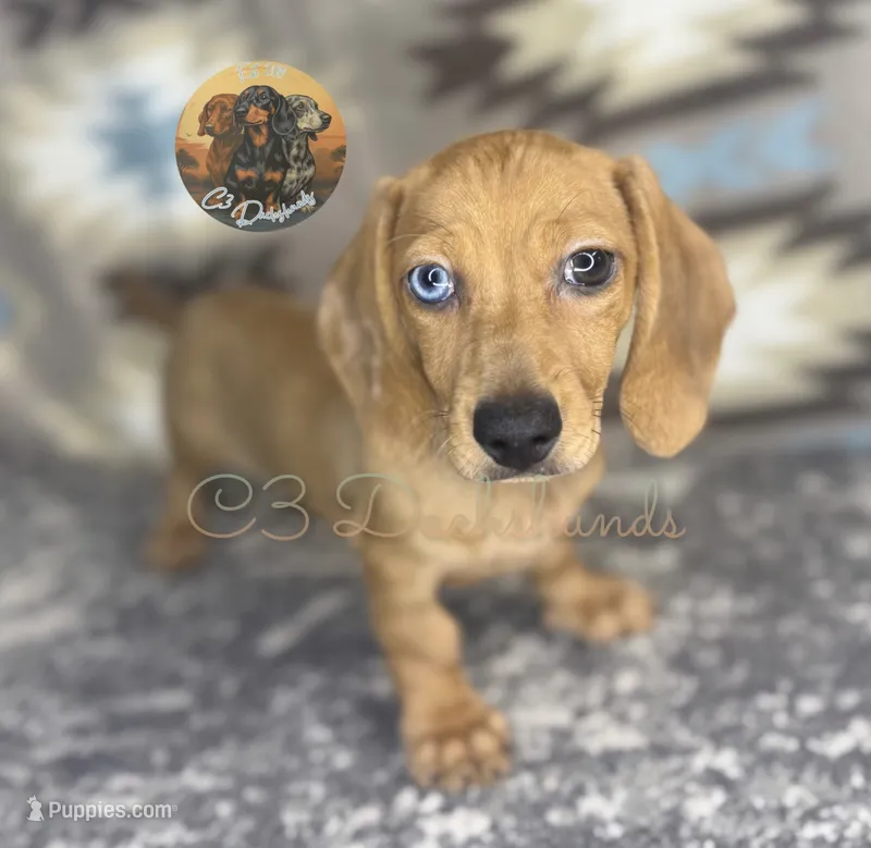 June bug  – Miniature Dachshund puppy for sale in Coalgate, OK