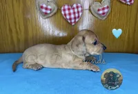 Peanut, a male Miniature Dachshund for sale in Coalgate, OK – 8 of 8