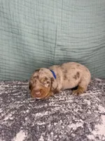 Cooper, a male Miniature Dachshund for sale in Coalgate, OK – 6 of 6