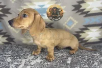June bug , a female Miniature Dachshund for sale in Coalgate, OK – 2 of 3