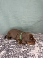 Rubble, a male Miniature Dachshund for sale in Coalgate, OK – 2 of 3