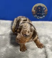 Oscar, a male Miniature Dachshund for sale in Coalgate, OK – 6 of 6