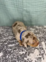 Cooper, a male Miniature Dachshund for sale in Coalgate, OK – 4 of 6