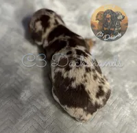 Oscar, a male Miniature Dachshund for sale in Coalgate, OK – 5 of 6