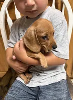 Peanut, a male Miniature Dachshund for sale in Coalgate, OK – 4 of 8