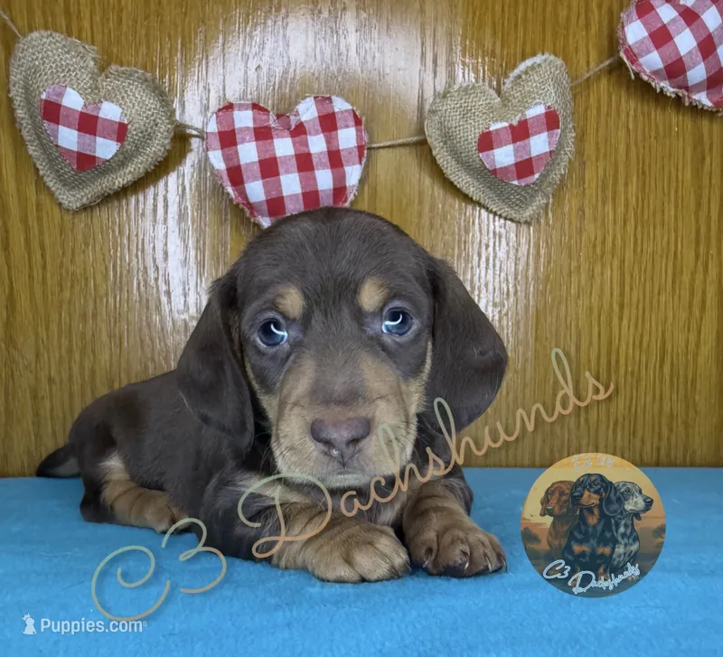 Mr. Hunk – Miniature Dachshund puppy for sale in Coalgate, OK