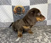 Tootsie, a female Miniature Dachshund for sale in Coalgate, OK – 2 of 4