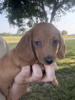 Meatball, a male Miniature Dachshund for sale in Coalgate, OK – 5 of 10