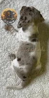 Lou, a female Miniature Dachshund for sale in Coalgate, OK – 3 of 3