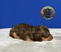 Mr. Hunk, a male Miniature Dachshund for sale in Coalgate, OK – 5 of 5