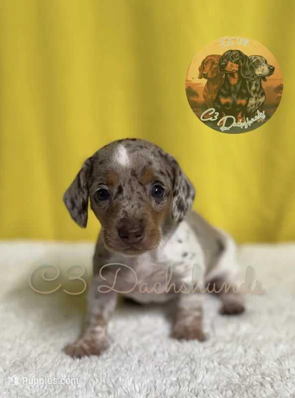 Lou – Miniature Dachshund puppy for sale in Coalgate, OK