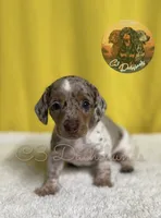 Lou, a female Miniature Dachshund for sale in Coalgate, OK – 1 of 3