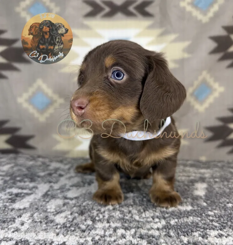 Tootsie – Miniature Dachshund puppy for sale in Coalgate, OK