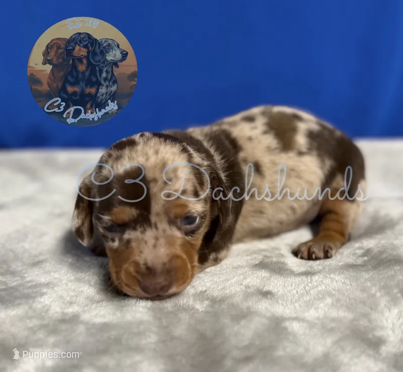 Oscar – Miniature Dachshund puppy for sale in Coalgate, OK