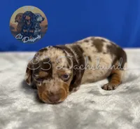 Oscar, a male Miniature Dachshund for sale in Coalgate, OK – 1 of 6