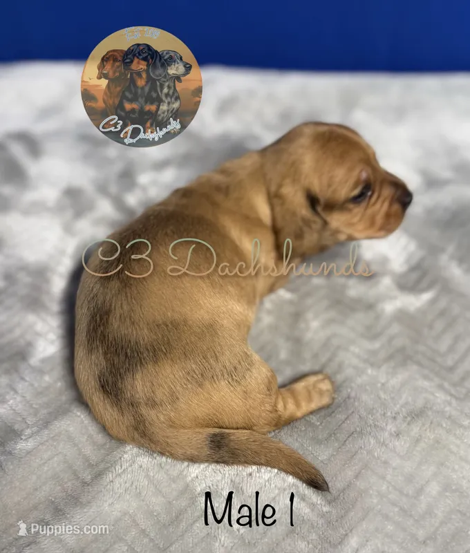 Peanut – Miniature Dachshund puppy for sale in Coalgate, OK