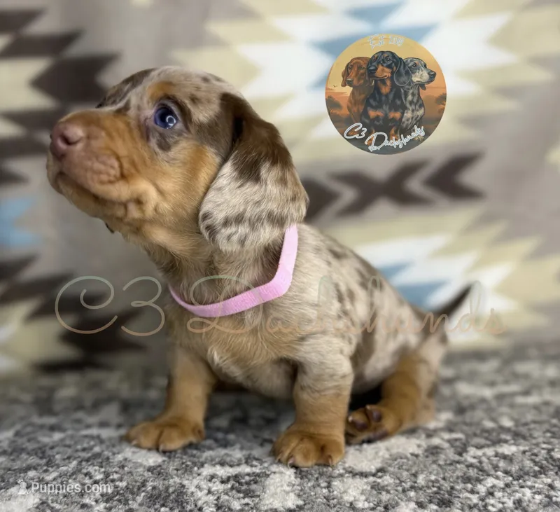 Sophia  – Miniature Dachshund puppy for sale in Coalgate, OK