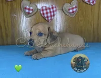 Meatball, a male Miniature Dachshund for sale in Coalgate, OK – 9 of 10