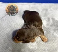 Mr. Hunk, a male Miniature Dachshund for sale in Coalgate, OK – 4 of 5
