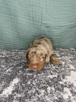 Cooper, a male Miniature Dachshund for sale in Coalgate, OK – 3 of 6