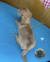 Peanut, a male Miniature Dachshund for sale in Coalgate, OK – 6 of 8