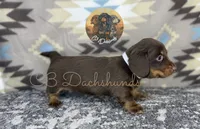 Tootsie, a female Miniature Dachshund for sale in Coalgate, OK – 4 of 5