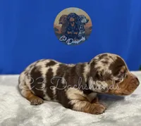 Oscar, a male Miniature Dachshund for sale in Coalgate, OK – 2 of 6