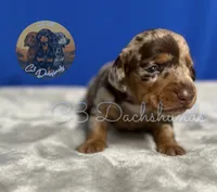 Oscar, a male Miniature Dachshund for sale in Coalgate, OK – 4 of 6