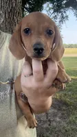 Meatball, a male Miniature Dachshund for sale in Coalgate, OK – 2 of 10