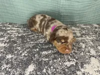 Sophia , a female Miniature Dachshund for sale in Coalgate, OK – 5 of 5