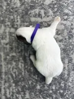 Ali, a female Miniature Dachshund for sale in Coalgate, OK – 3 of 4
