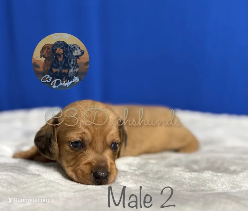 Meatball – Miniature Dachshund puppy for sale in Coalgate, OK