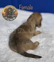 Ruby, a female Miniature Dachshund for sale in Coalgate, OK – 4 of 4