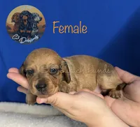 Ruby, a female Miniature Dachshund for sale in Coalgate, OK – 1 of 4