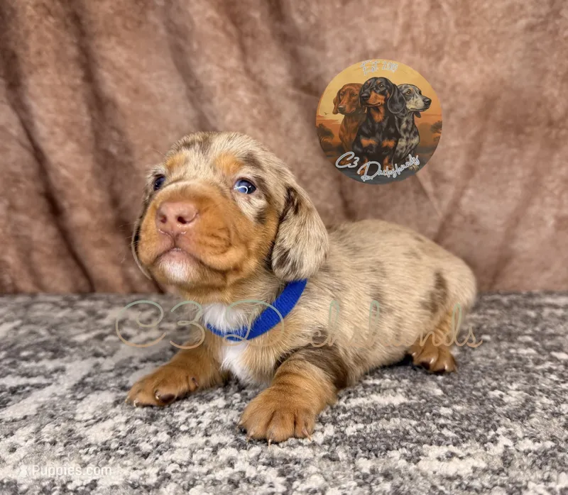 Cooper – Miniature Dachshund puppy for sale in Coalgate, OK