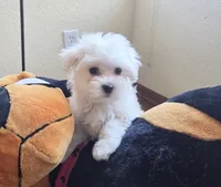 Pecan, a male Maltese for sale in Santa Clarita, CA – 1 of 3