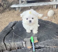 Pumpkin, a male Maltese for sale in Santa Clarita, CA – 2 of 5